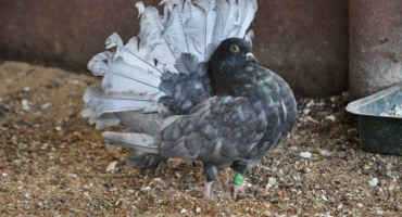 Altajští holubi: jejich původ, popis, péče a údržba