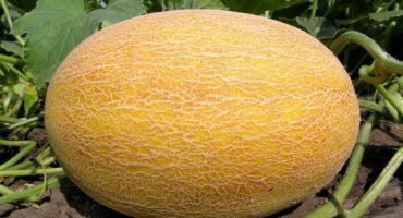 Amal - chutný a zdravý meloun: popis a jemnosti jeho pěstování