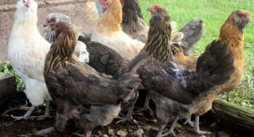 Ameraucana - přehled vzácného plemene kuřat