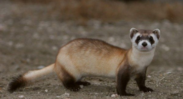 Americká nebo černonohá fretka - zvíře uvedené v červené knize