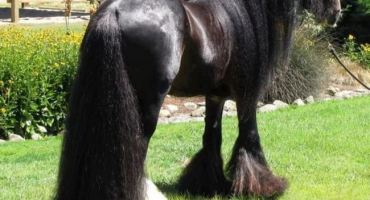 Anatomická stavba koní