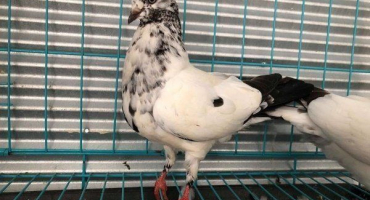 Angličtí tippleři - charakteristika plemene holubů