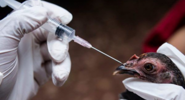 Antibiotika pro nosnice