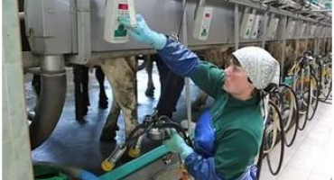 Dojící stroje pro krávy