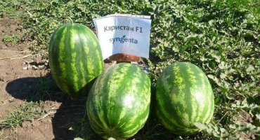 Meloun karistan f1: jeho vlastnosti, pravidla výsadby a péče