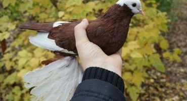 Armavirští holubi: vlastnosti péče a údržby