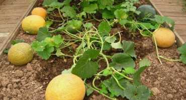 Voňavý a jemný altajský meloun: popis odrůdy a doporučení pro pěstování