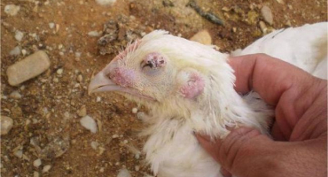 Aspergilóza u zemědělské drůbeže