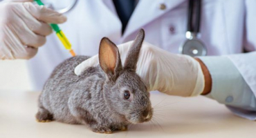 Přidružená vakcína pro králíky