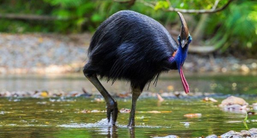 Druhy australských pštrosů (kazuáři) a jejich způsob života