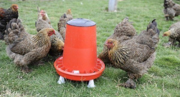 Automatické krmítka pro kuřata - dar z nebes pro chovatele