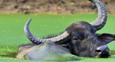Asijský (indický) buvol