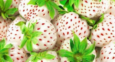 Bílé jahody: přehled nejlepších odrůd