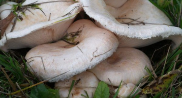 Belyanka: popis, pravidla pro sběr a používání houby