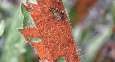 Bílý květ, padlí a škůdci máty a jejich kontrola