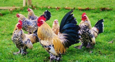 Bentamka - popis miniaturního plemene kuřat