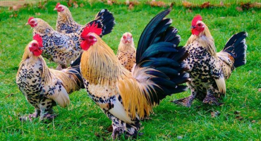 Bentamki: přehled trpasličího plemene a jeho odrůd