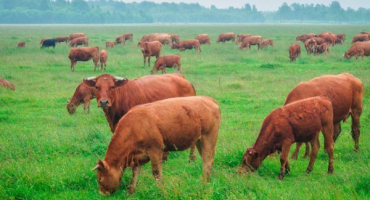 Bestuzhevskaya plemeno krav