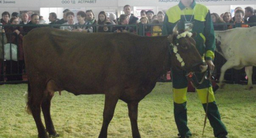 Bestuzhev krávy: hlavní rysy plemene