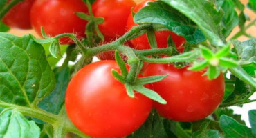 Bezsemenný způsob pěstování určitých odrůd rajčat na otevřeném poli