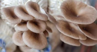 Podnikatelský plán pro pěstování hub