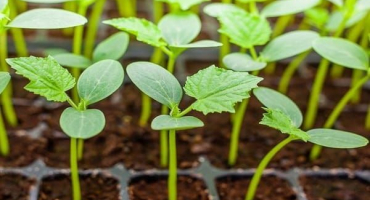 Příznivé dny pro výsadbu okurek podle lunárního kalendáře v květnu 2022