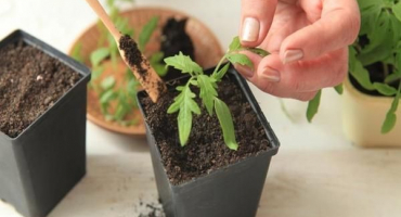 Příznivé dny pro výsadbu rajčat v březnu 2022