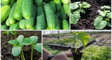 Příznivé a nepříznivé dny pro výsadbu okurek v červnu 2022