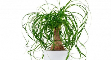 Bocarnea - jemnosti péče o strom lahví