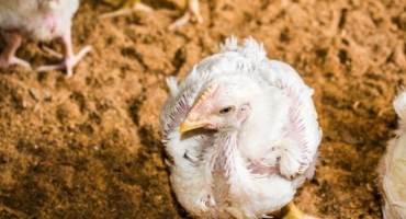 Nemoci a léčba kuřat