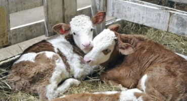 Choroby mladého skotu a způsoby jejich léčby