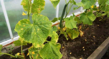 Nemoci okurek nedávají odpočinek. Prach a peronospora