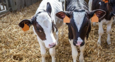 Nemoci telat a jejich léčba