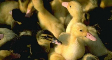 Nemoci kachňat a jejich léčba doma