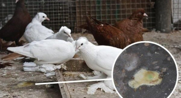 Nemoci způsobující zelený trus u holubů a co dělat