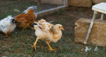 Brojlerová kuřata trikolorní