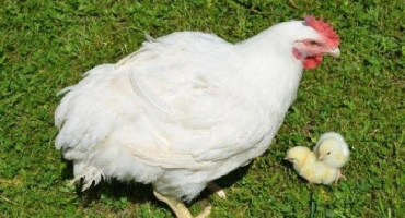 Brojleři cobb-500: pěstování doma