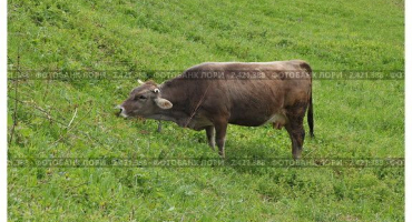 Hnědý karpatský skot: popis plemene