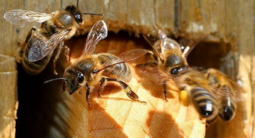 Burzyan (baškirská) včela: vlastnosti a produktivita