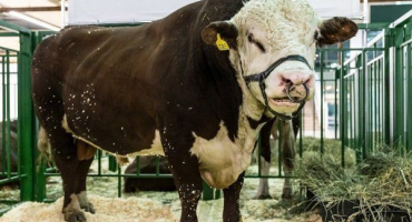 Masní býci: jména a popisy