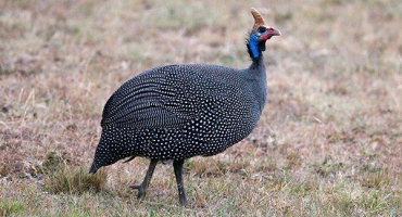 Perlička: jak a proč stojí za to chovat tohoto ptáka?