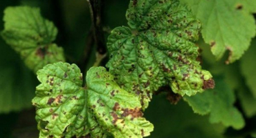 Co je to choroba černého rybízu a jací škůdci kazí keř?