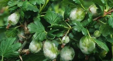 Čím jsou angrešty nemocné a na co jsou náchylní škůdci?