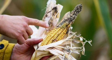 Co je nemocné kukuřicí a jací škůdci chrání úrodu?