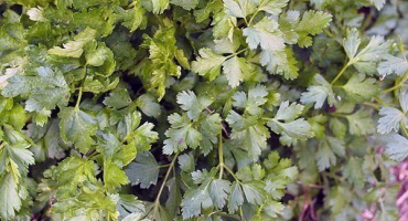 Co je petržel nemocná a jaký hmyz rostlině škodí?