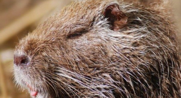 Čím jsou nutrie nemocné: popis příznaků a léčebných metod