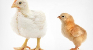 Jak se brojlerové kuře liší od ostatních druhů kuřat?