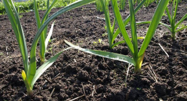 Jak se jarní česnek liší od zimního a který je lepší skladovat