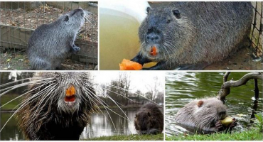 Je nebo není podnikání v chovu nutrií ziskové a jak si otevřít vlastní farmu