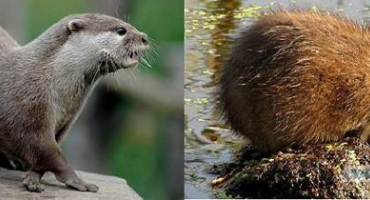 Čím se živí nutrie ve volné přírodě a doma, seznam potravin
